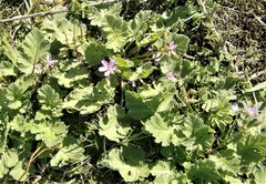 Erodium chium