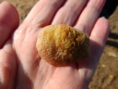 Pododesmus patelliformis