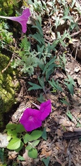 Ipomoea elongata