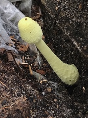 Leucocoprinus birnbaumii image