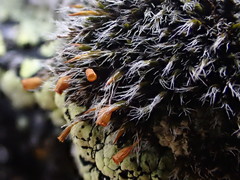 Grimmia alpestris