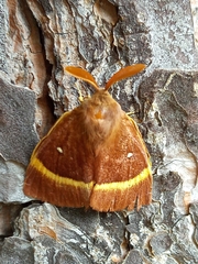 Lasiocampa quercus