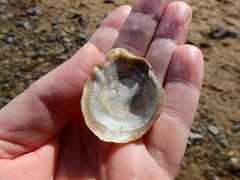 Pododesmus patelliformis