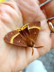 Lasiocampa quercus