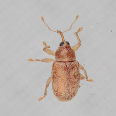 Lignyodes helvolus