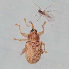Lignyodes helvolus