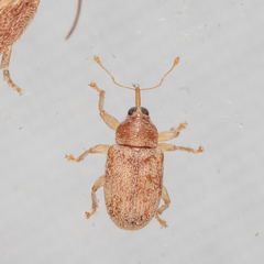 Lignyodes helvolus