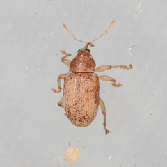 Lignyodes helvolus
