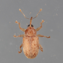 Lignyodes helvolus