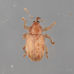 Lignyodes helvolus
