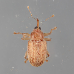 Lignyodes helvolus