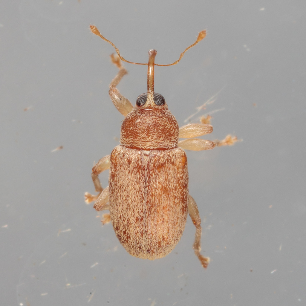Tawny Ash Weevil