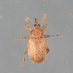 Lignyodes helvolus