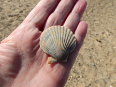 Aequipecten opercularis