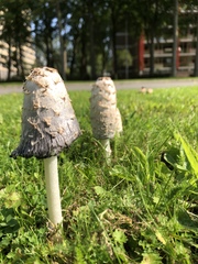 Coprinus comatus