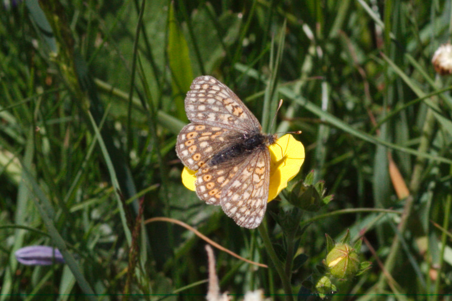 Euphydryas aurinia aurinia