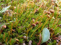 Polytrichastrum septentrionale