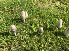 Coprinus comatus