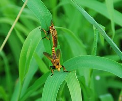 Cophinopoda