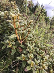 Rhododendron rubropilosum taiwanalpinum