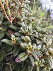 Rhododendron rubropilosum taiwanalpinum