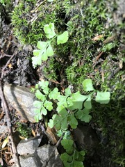 Cystopteris moupinensis