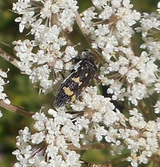 Acmaeoderella flavofasciata