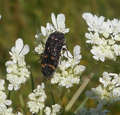 Acmaeoderella flavofasciata