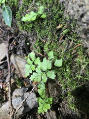 Cystopteris moupinensis