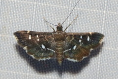Diathrausta harlequinalis