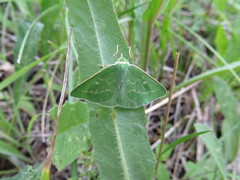 Thetidia smaragdaria