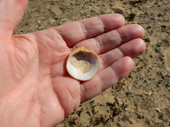 Dosinia lupinus