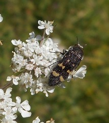 Acmaeoderella flavofasciata