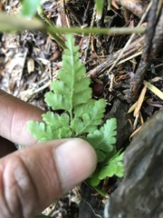 Cystopteris moupinensis