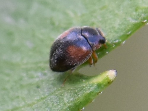Red-flanked Scymnus, Groesbeek, Nederland, photo 10 of 10