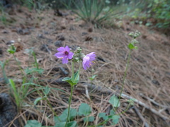 Mirabilis comata