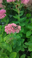 Araschnia levana