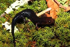 Desmognathus imitator