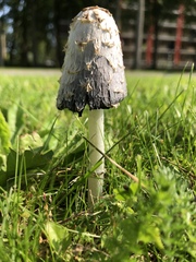 Coprinus comatus