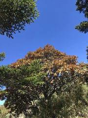 Rhododendron hyperythrum