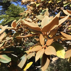 Rhododendron hyperythrum
