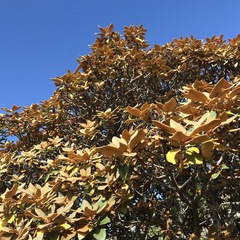 Rhododendron hyperythrum