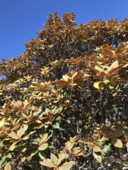 Rhododendron hyperythrum