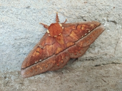 Procitheronia principalis