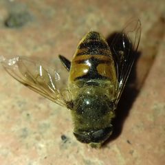 Eristalis tenax