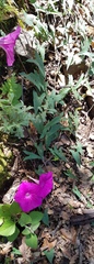Ipomoea elongata