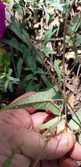 Ipomoea elongata