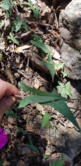 Ipomoea elongata