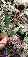Ipomoea elongata