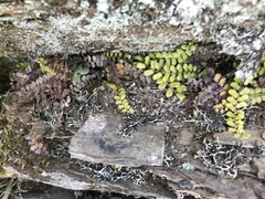 Polystichum atkinsonii